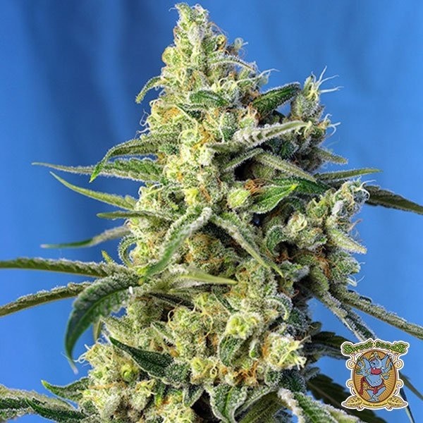 Sweet Amnesia Haze de Sweet Seeds en GB Lleida