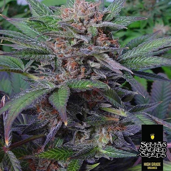 Somango Soma Seeds de  en GB Lleida
