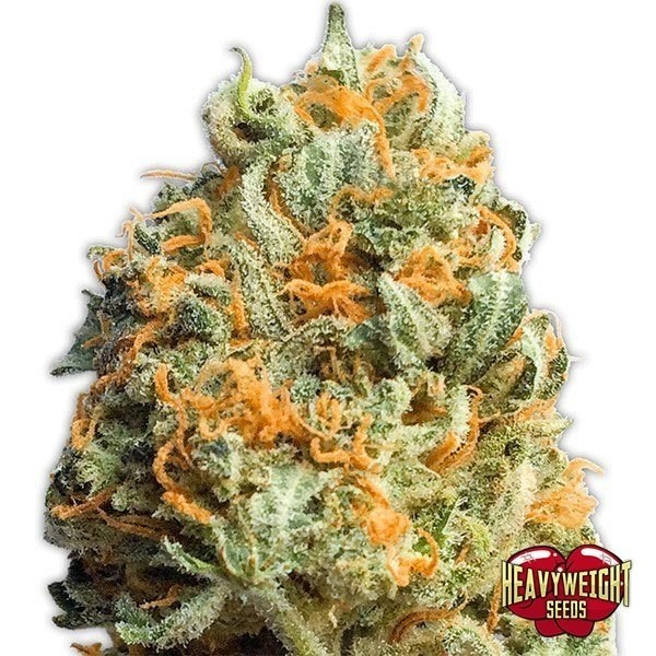 Fully Loaded Auto de Heavy Weight Seeds en GB Lleida