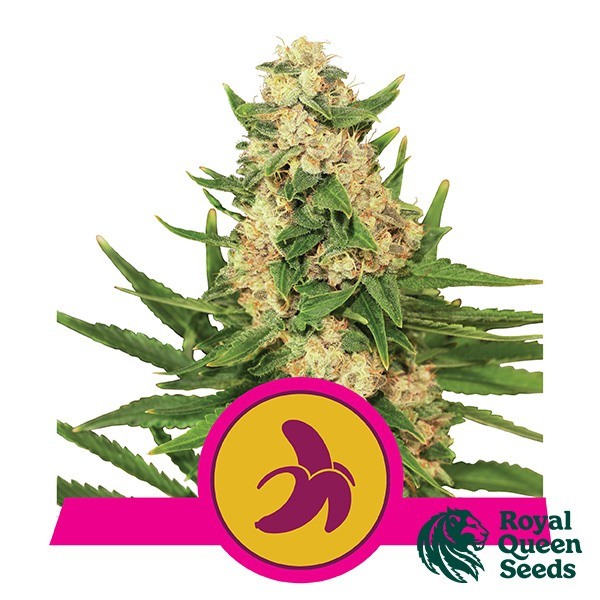Fat Banana de Royal Queen en GB Lleida