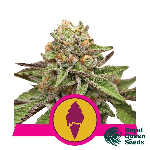 Green Gelato de Royal Queen en GB Lleida