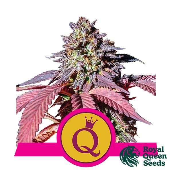 Purple Queen de Royal Queen en GB Lleida