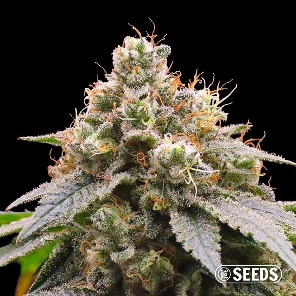 Gorilla Glue 4 de  en GB Lleida