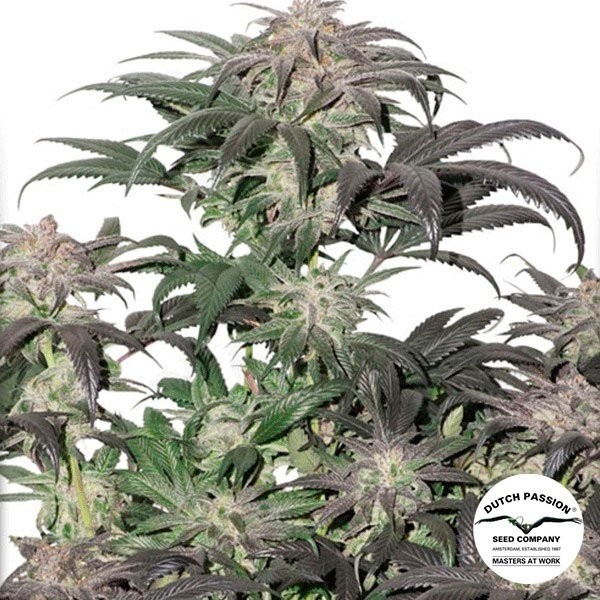 Bubba Island Kush de Dutch Passion en GB Lleida