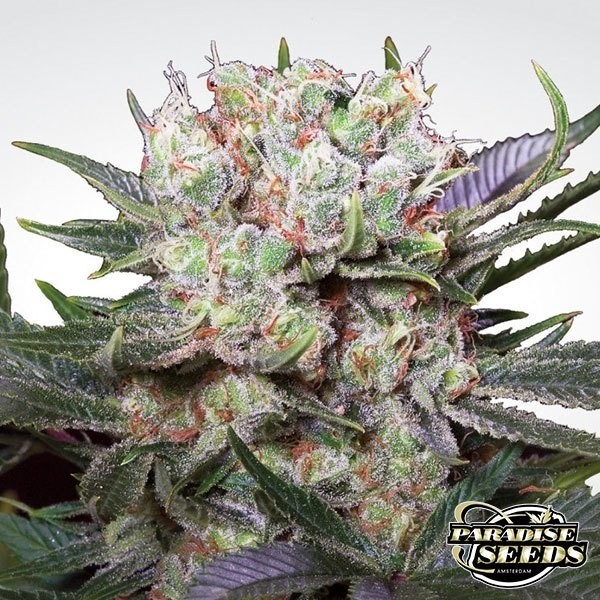 Californian Gold de Paradise Seeds en GB Lleida