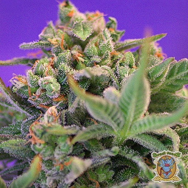 Sweet Cheese de Sweet Seeds en GB Lleida