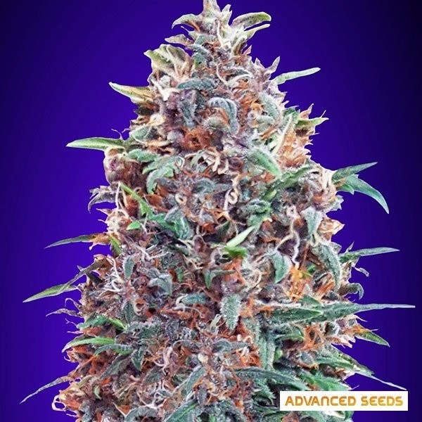 Auto Purple Diesel de Advanced Seeds en GB Lleida