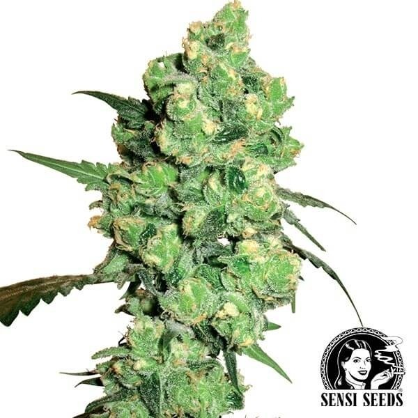 Super Skunk Sensi Seeds de Sensi Seeds en GB Lleida