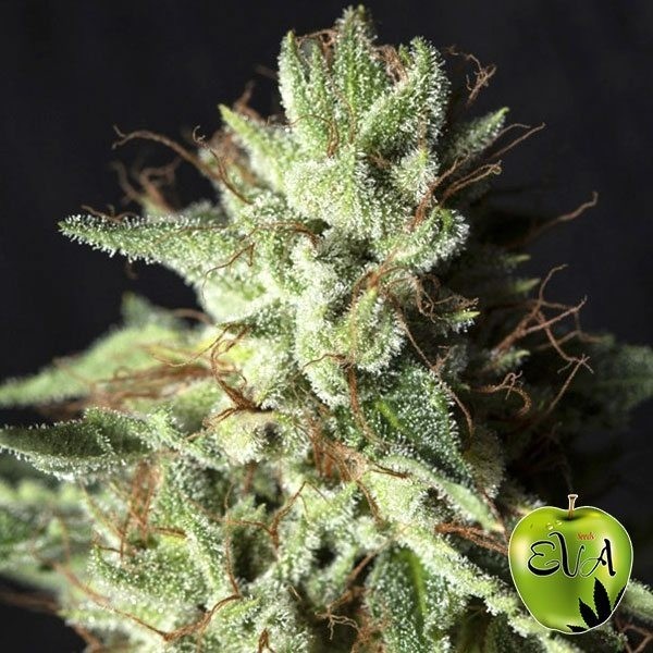 Gorilla Candy de Eva Seeds en GB Lleida