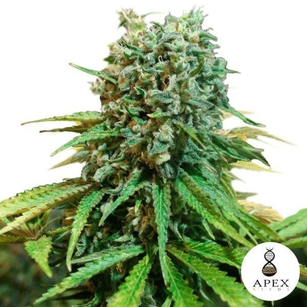 X-Berry de Apex Seeds en GB Lleida