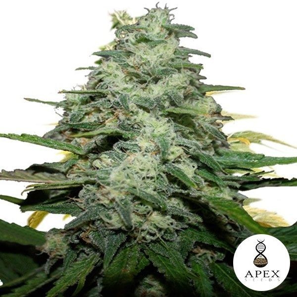 Blue Monkey de Apex Seeds en GB Lleida