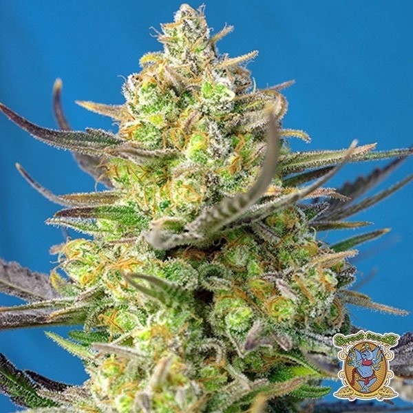 Sweet Cheese XL Auto de Sweet Seeds en GB Lleida