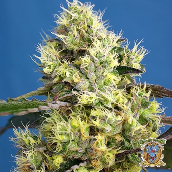 Sweet Gelato Auto de Sweet Seeds en GB Lleida
