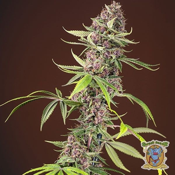 Red Mandarine F1 Fast Version® de Sweet Seeds en GB Lleida