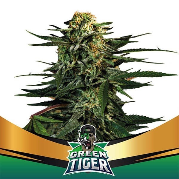 Green Tiger Faster Flowering de BSF Seeds en GB Lleida