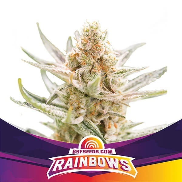 Rainbows de BSF Seeds en GB Lleida