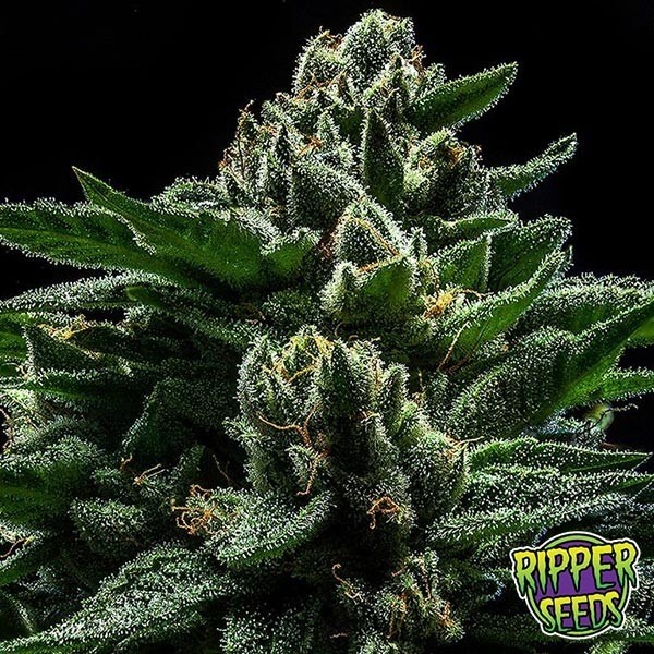 Do-G de Ripper Seeds en GB Lleida