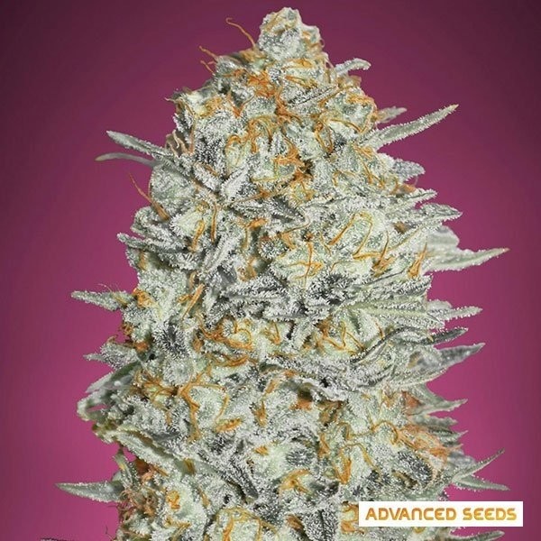 Gelato 33 de Advanced Seeds en GB Lleida