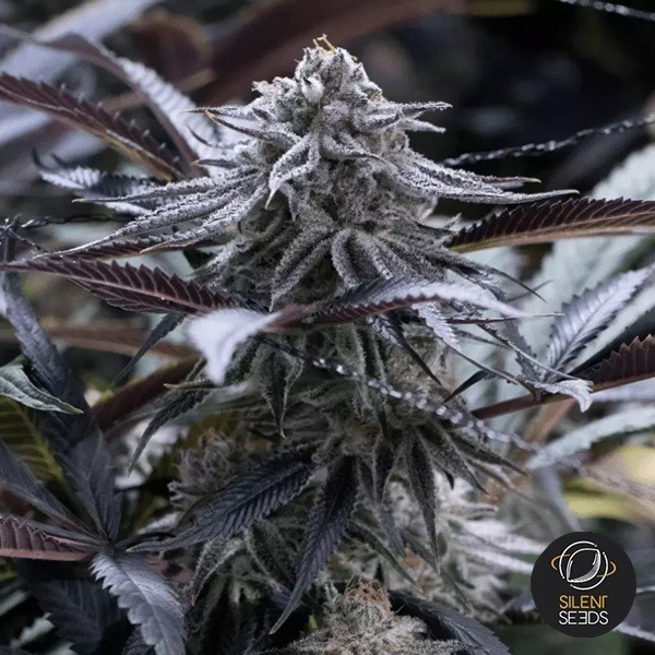 Grape Juice de Silent Seeds en GB Lleida