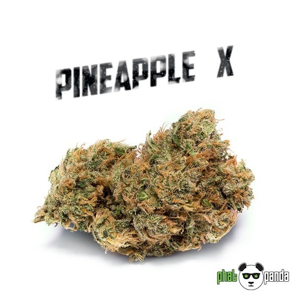 Pineapple X de  en GB Lleida