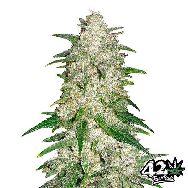 Gelato Auto Fast Buds de Fast Buds en GB Lleida