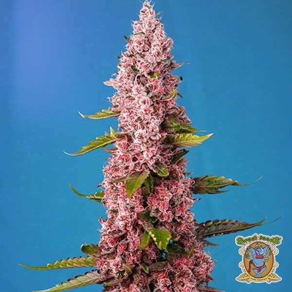 Red Hot Cookies de Sweet Seeds en GB Lleida