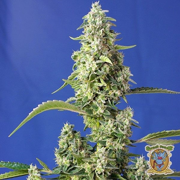 Gorilla Girl XL Auto de Sweet Seeds en GB Lleida