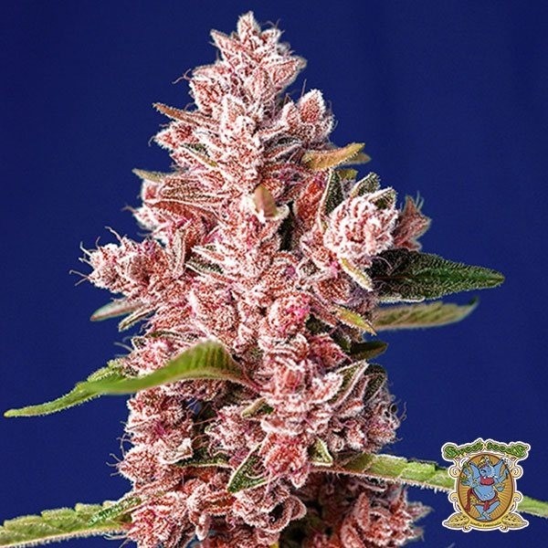 Tropicanna Poison F1 Fast Version® de Sweet Seeds en GB Lleida