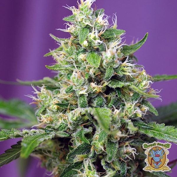 Sweet Amnesia Haze XL Auto de Sweet Seeds en GB Lleida