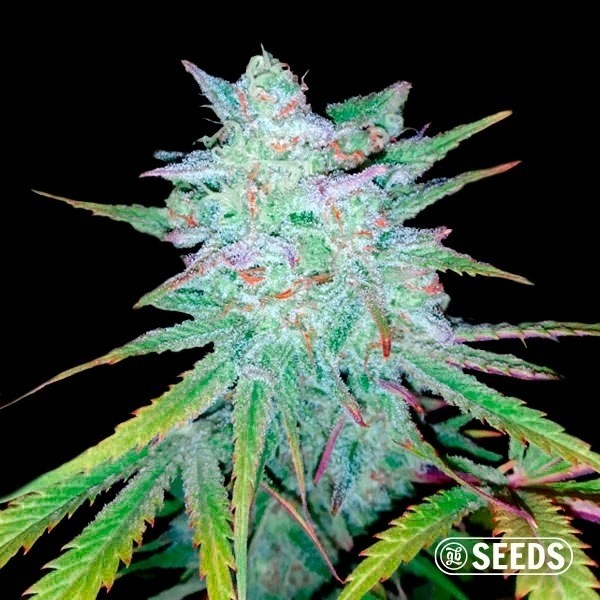 Auto Gelatto XXL de GB Seeds en GB Lleida