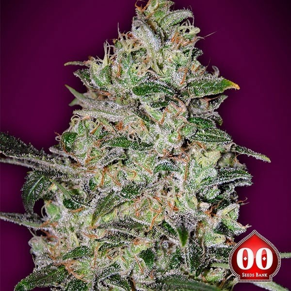 Bubble Gum Fast de 00 Seeds en GB Lleida