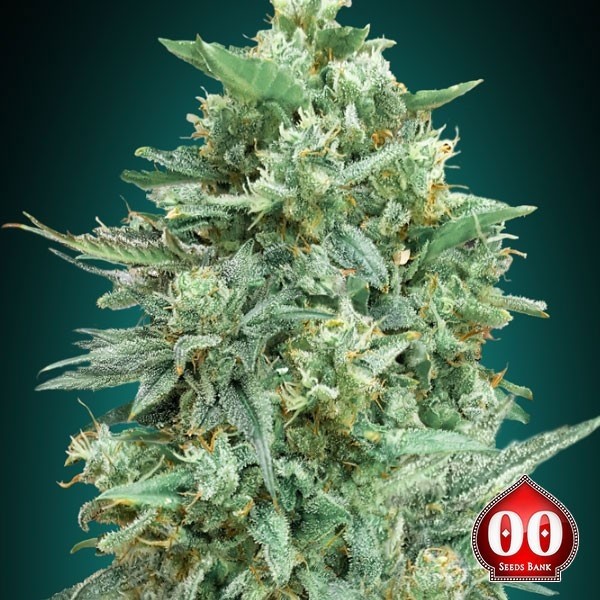 Auto Northern Lights XXL de 00 Seeds en GB Lleida