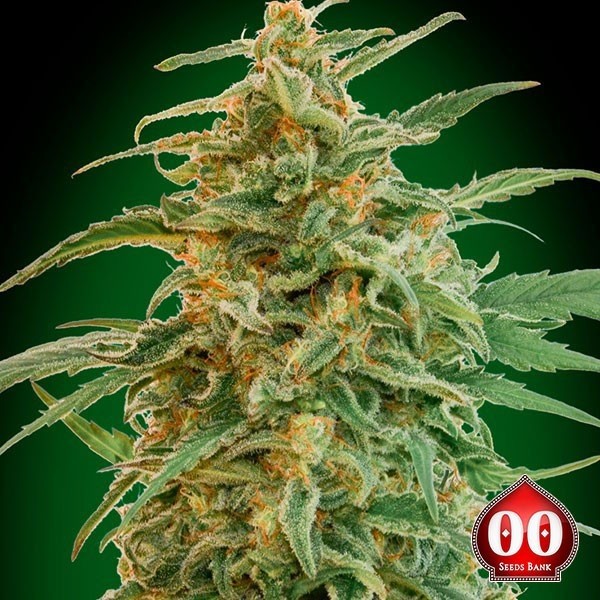 Auto Gorilla de 00 Seeds en GB Lleida