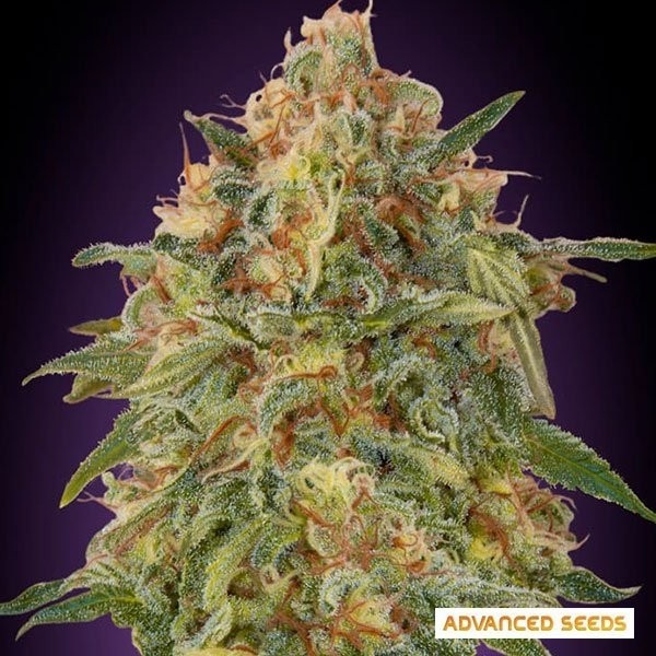 Zkittlez Advanced Seeds de Advanced Seeds en GB Lleida