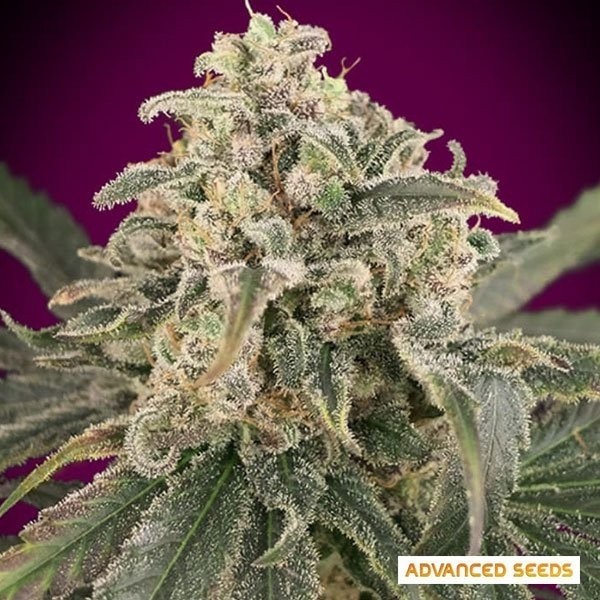 Auto Amnesia XXL Auto Advanced Seeds de Advanced Seeds en GB Lleida