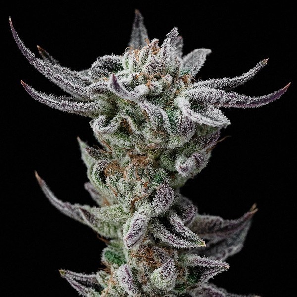 Gorilla Kingdom Glue Faster de BSF Seeds en GB Lleida