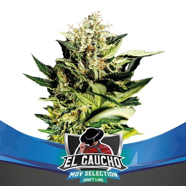 El Gaucho Faster Flowering de BSF Seeds en GB Lleida