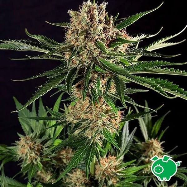 Txerri Bilbo Haze de Genehtik en GB Lleida