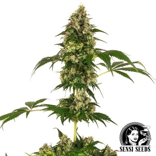 Cobalt Haze de Sensi Seeds en GB Lleida