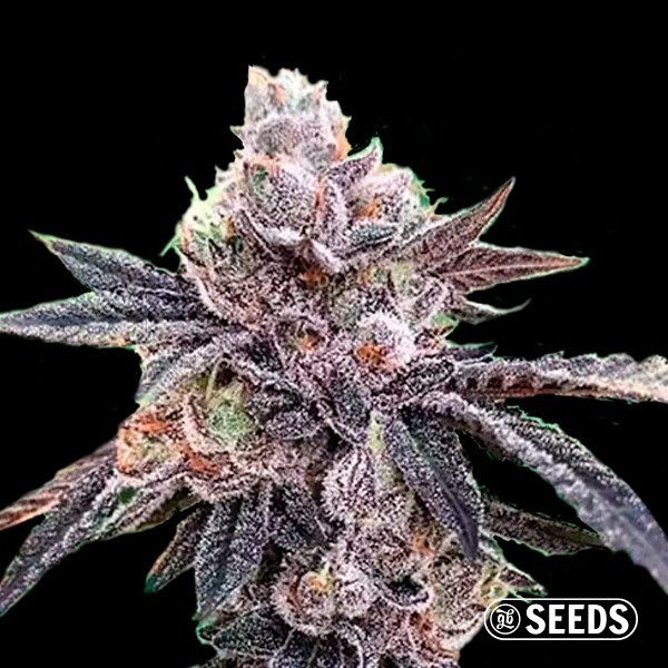 Auto Runtz de GB Seeds en GB Lleida