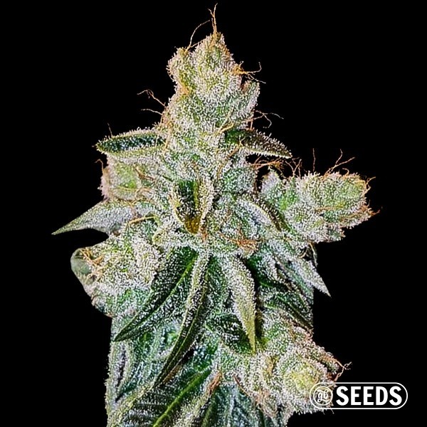 Pluto de GB Seeds en GB Lleida