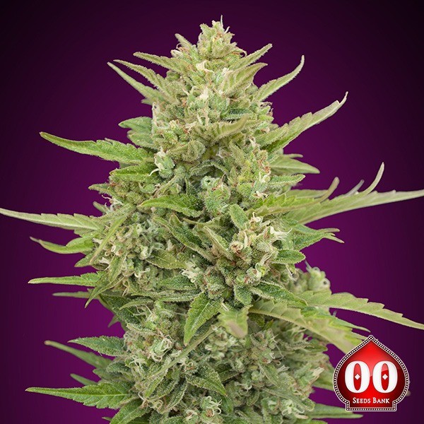 Auto Super Skunk de 00 Seeds en GB Lleida