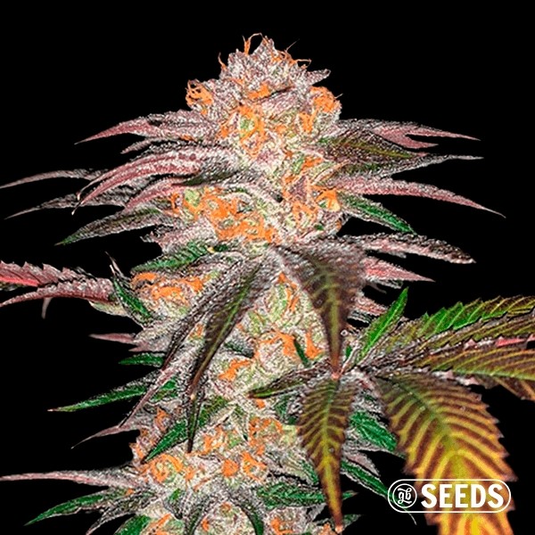 Auto Zkittlez de GB Seeds en GB Lleida
