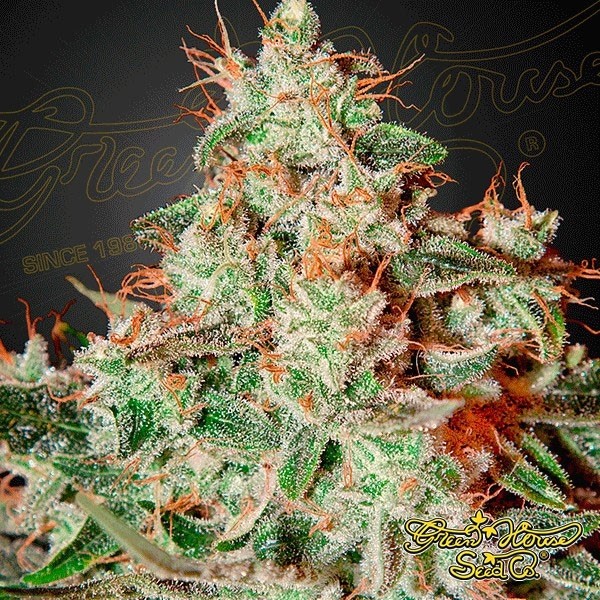 Lemon Skunk de Green House Seeds en GB Lleida