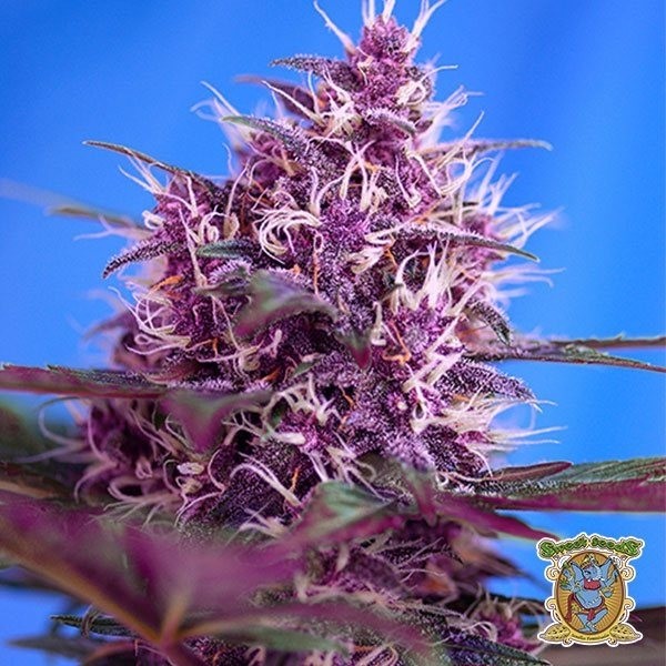 Red Poison Auto de Sweet Seeds en GB Lleida