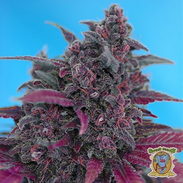 Dark Devil Auto de Sweet Seeds en GB Lleida