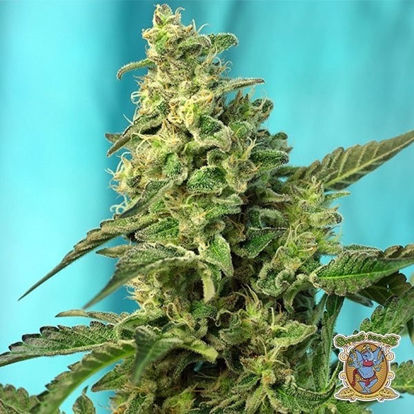 Green Poison F1 Fast Version® de Sweet Seeds en GB Lleida