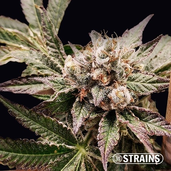 Grand Daddy Purple (GDP) de GB Strains en GB Lleida