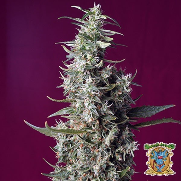 Sweet Cherry Pie de Sweet Seeds en GB Lleida
