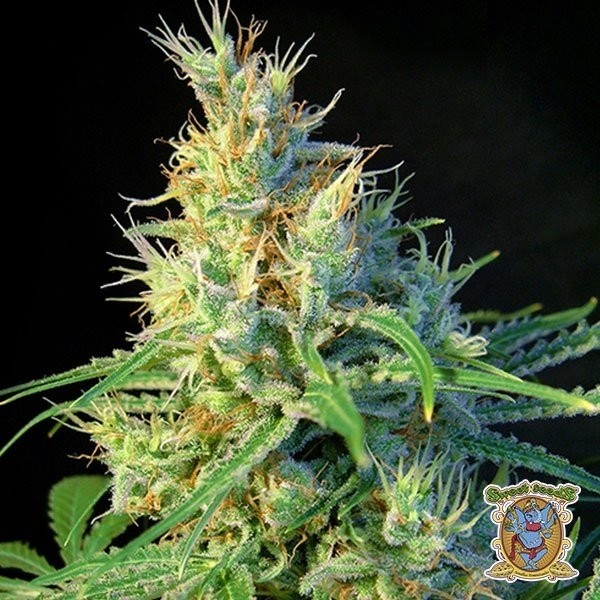 Psicodelicia de Sweet Seeds en GB Lleida